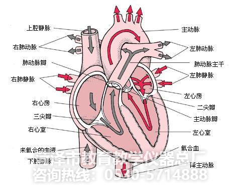 教學儀器--心臟解剖模型(圖1)